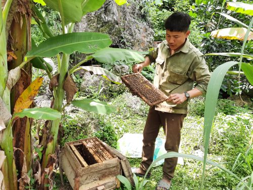 Anh Sáng kiểm tra cầu ong.